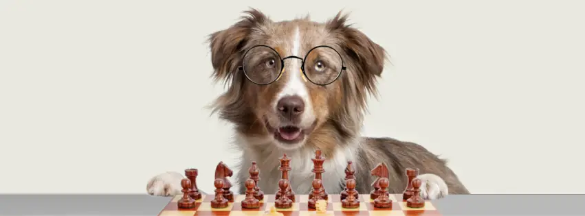A dog with glasses on