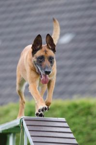 A dog being trained