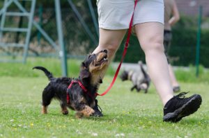 A puppy being trained on a leash