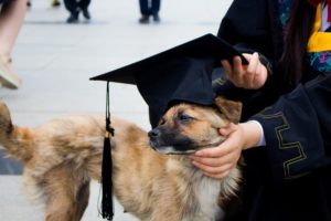 A puppy completing puppy training after having used his brain 