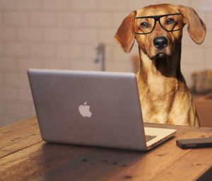 A dog sitting at a laptop using it's brain with glasses on