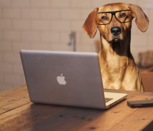 Brain Training For Dogs Reviews – Does it Really Help to Build a Genius Dog?  - IPS Inter Press Service Business