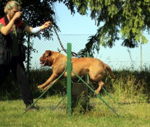 A dog being trained