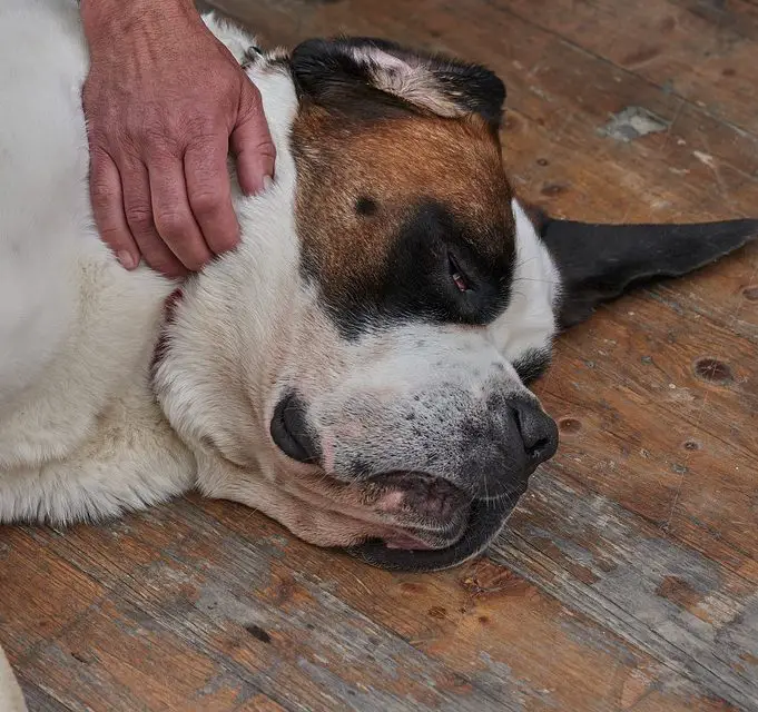 Best dog clippers for your beloved dog Clippers that your dog wont fear