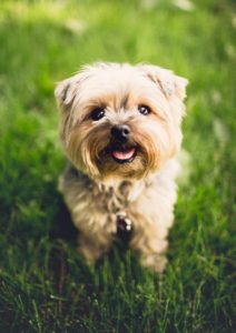 Smiling dog