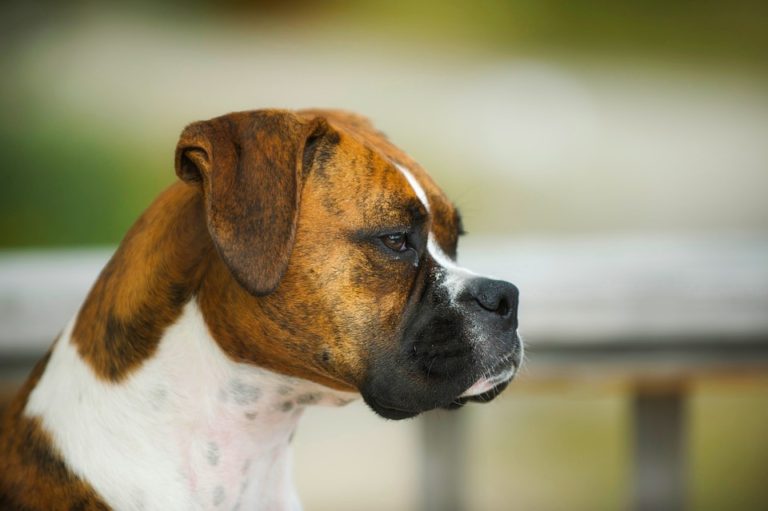 The 10 Best Guard Dog Breeds For Your Family’s Protection