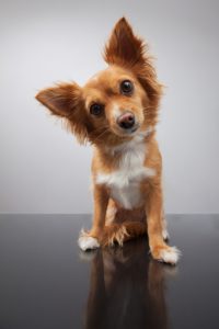 A puppy with cute ears