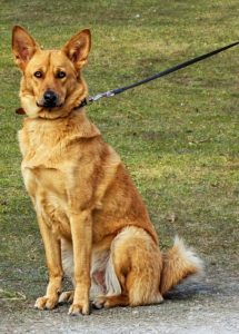 Dog on leash