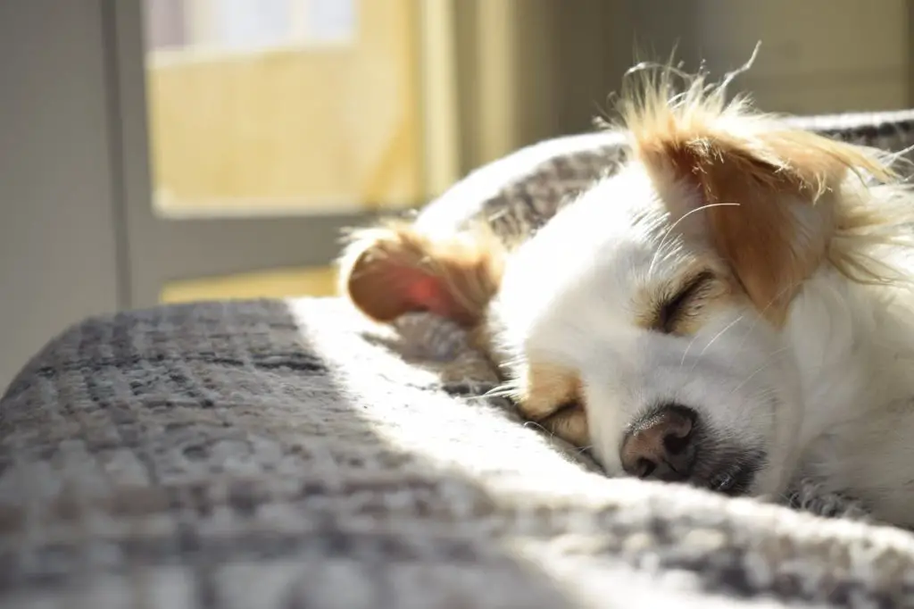 How To Get Your Puppy To Sleep Through The Night Our Top Tips