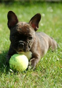 A dog with a ball