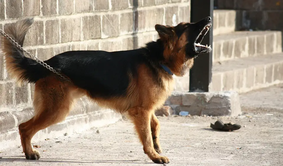 The 10 Best Guard Dog Breeds For Your Family’s Protection