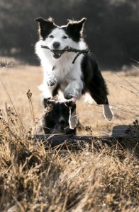 Border collie