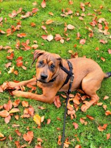 Dog on leash