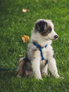 Dog on leash