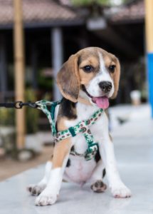 Dog on leash