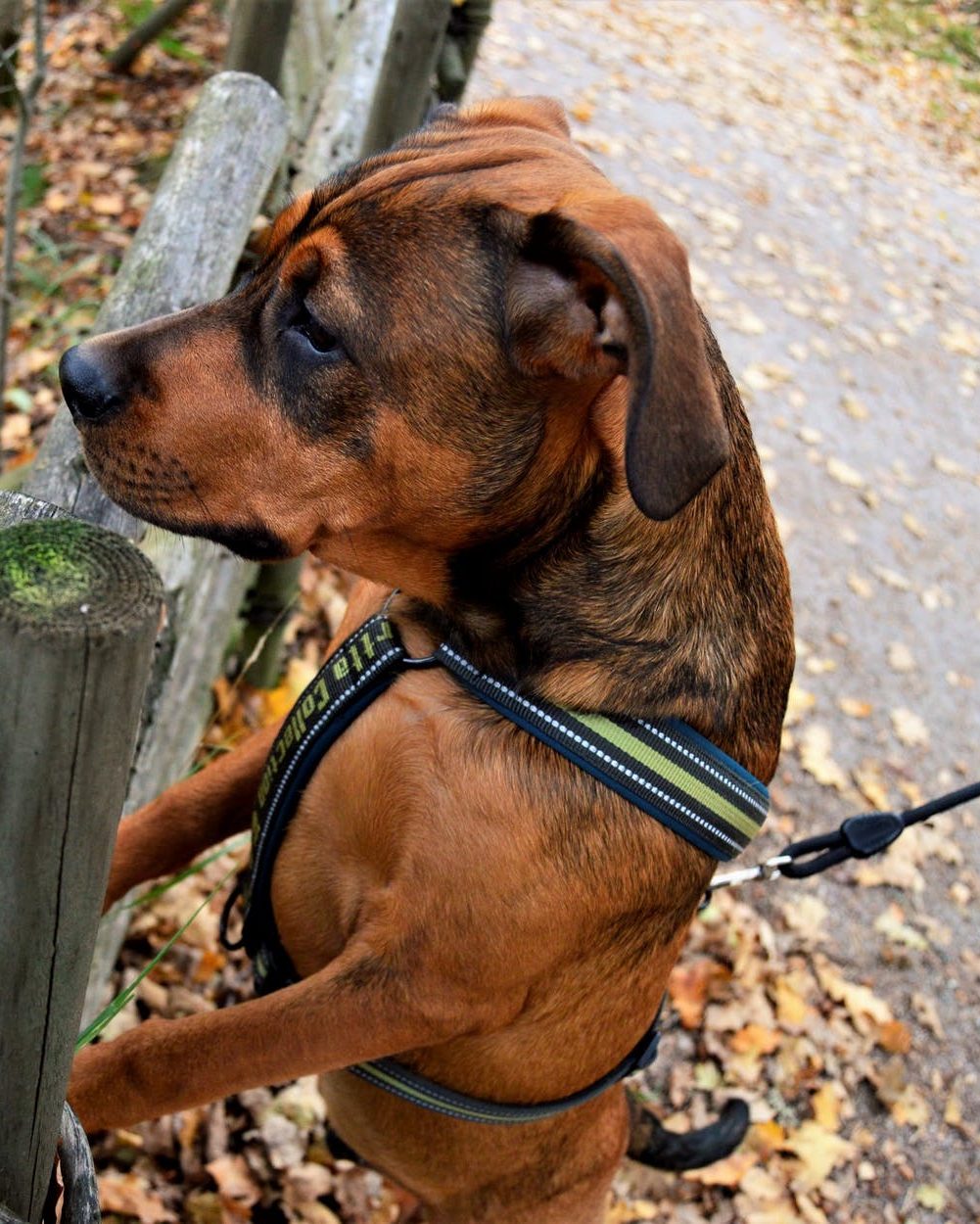 How to teach a puppy to walk on a leash our secret just for you