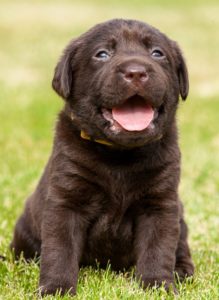 A chocolate labrador