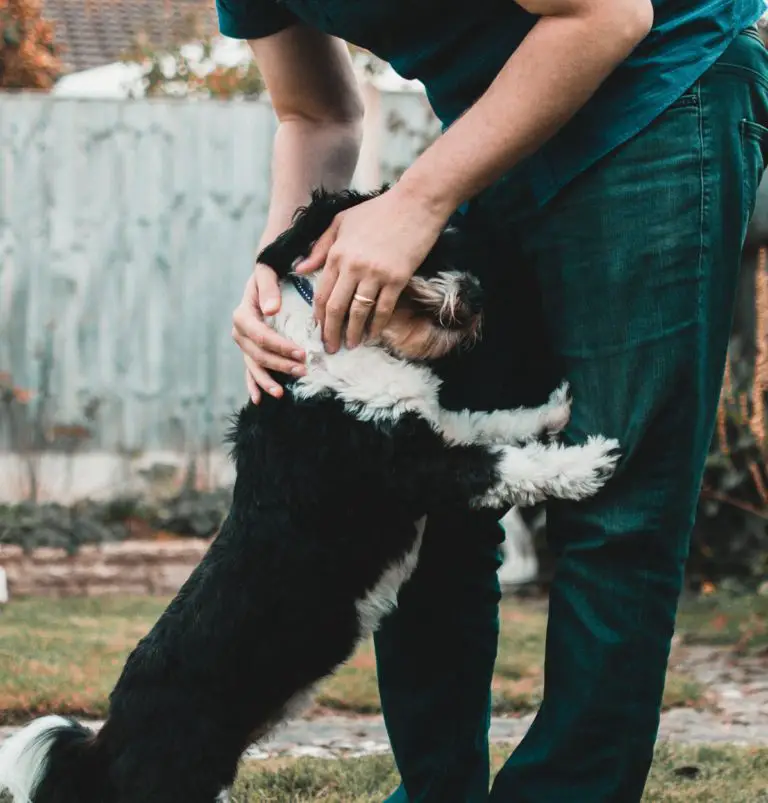 Easy Tricks to Get Your Puppy to Stop Jumping Our Secret Ways to Help