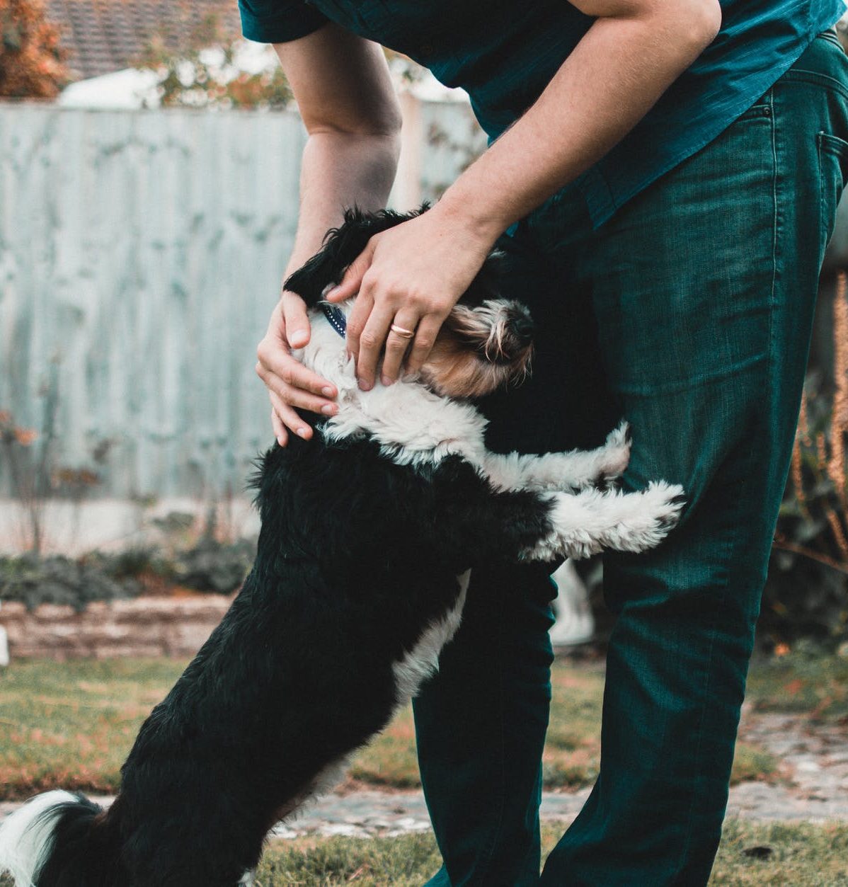 Easy Tricks to Get Your Puppy to Stop Jumping Our Secret Ways to Help