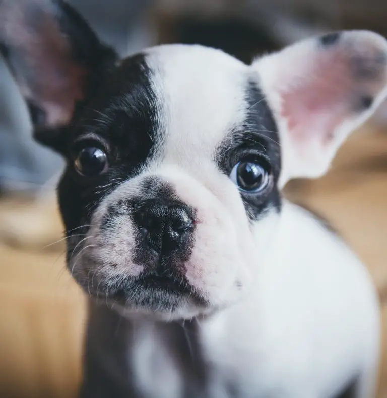 Easy Tricks to Get Your Puppy to Stop Jumping - Our Secret Ways to Help ...