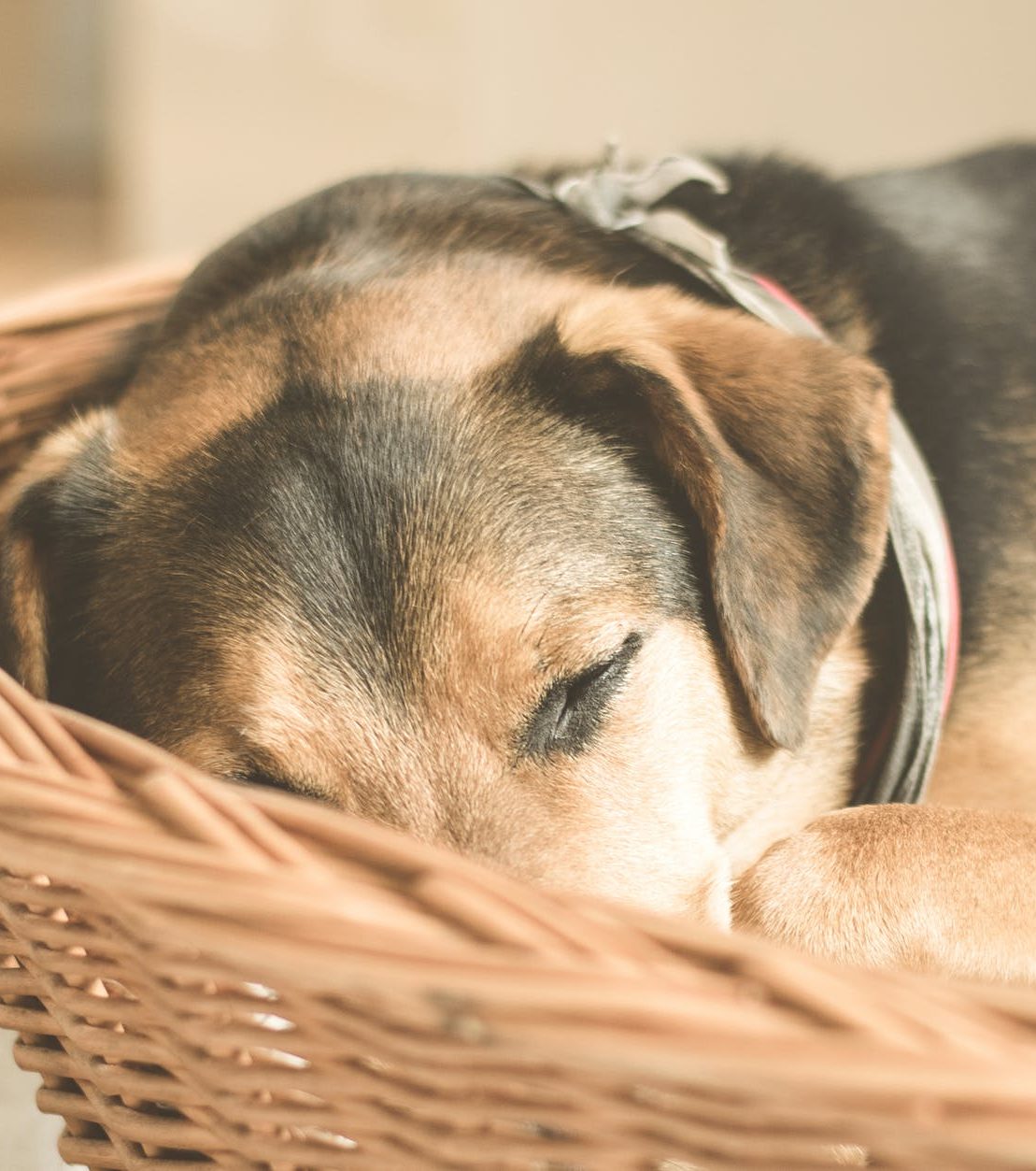 how-to-get-your-puppy-to-sleep-through-the-night-our-top-tips