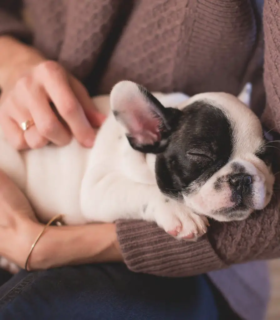 How To Get Your Puppy To Sleep Through The Night Our Top Tips