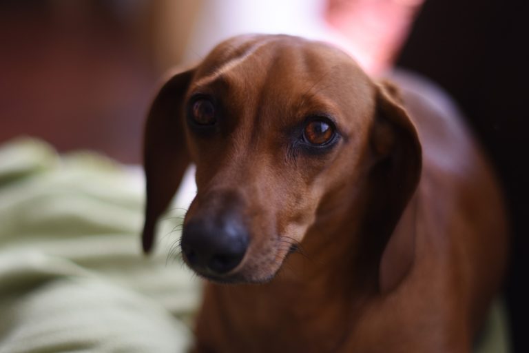 What Is The Best Dog Food For Dachshunds? - My 9 Top Picks!