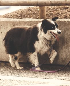 Dog on leash