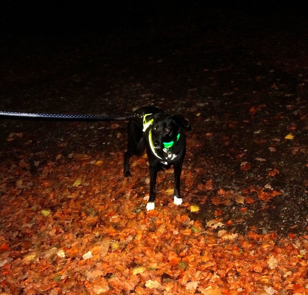 Best Glow in The Dark Dog Collar Should You Get One?