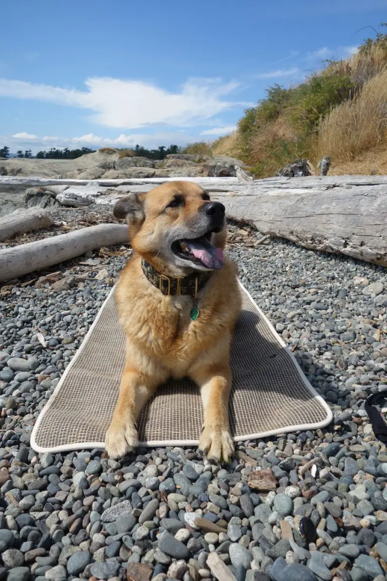 The The Best Outdoor Dog Beds for Your Pooch to Relax Outside!