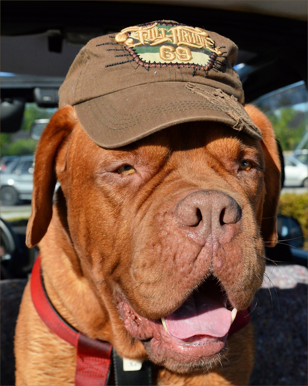 Best Vibrating Dog Collars with Reviews My Top 6 Picks!