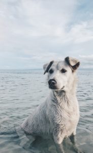 White dog in the water