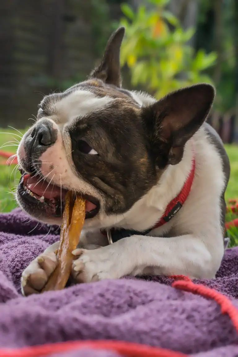 Best Dog Bones for Aggressive Chewers - Help Save That Sofa!