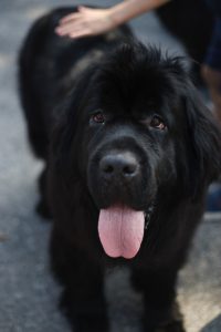 A smiling black dog