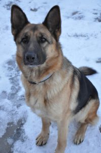 A German shepherd being trained