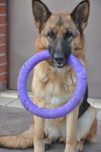 German shepherd with purple ring