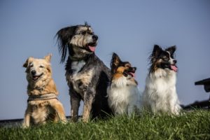 Lots of trained dogs smiling