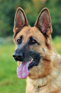 A german shepherd with it's tongue out