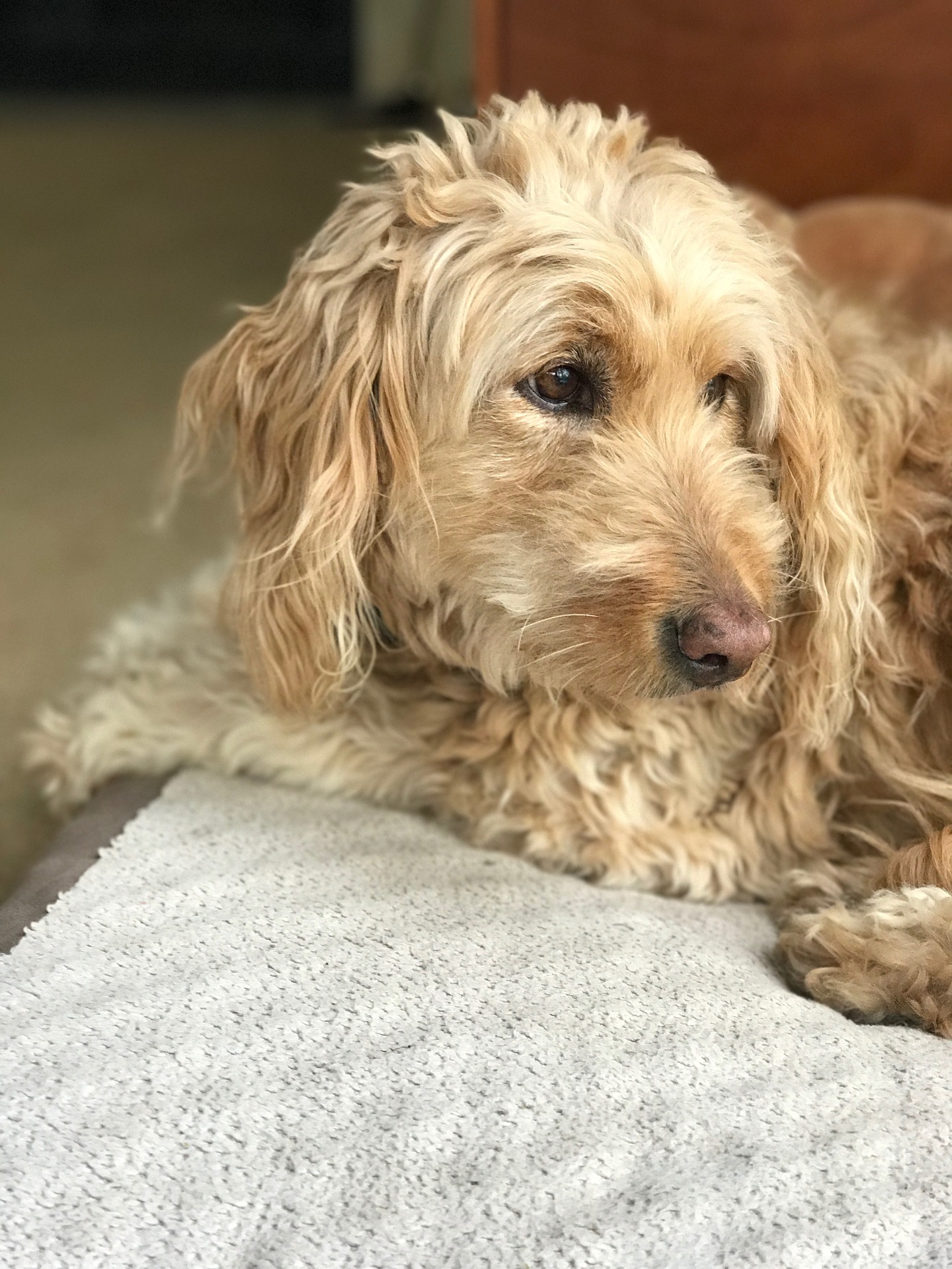 The Best Grooming Tools for Goldendoodles Groom Your Dog Yourself!