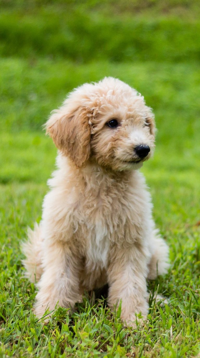 How to Groom a Goldendoodle the Right Way Yourself My Detailed Guide