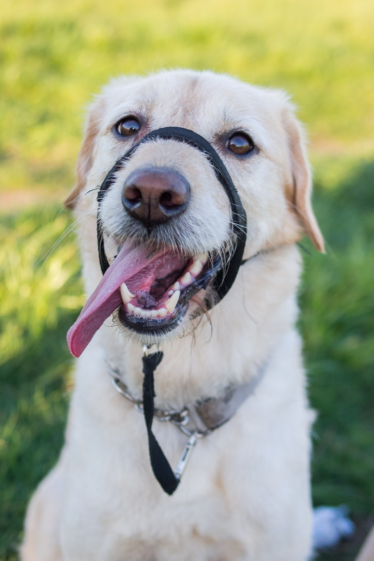 Best Dog Muzzles That Allow Drinking My Top 8 Affordable Choices!