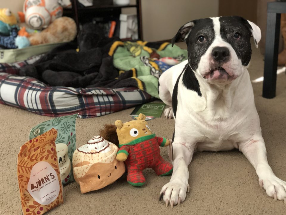 A dog with toys