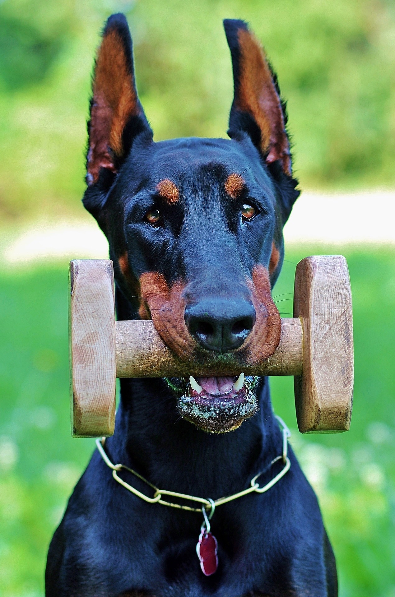 Best Dog Food for Dobermans Give Your Dog the Perfect Healthy Diet