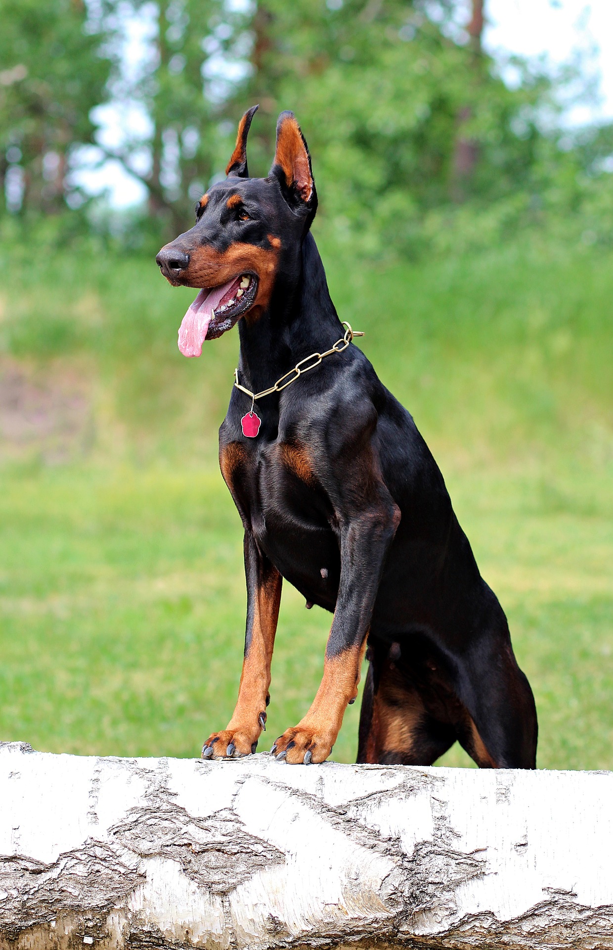 Doberman vs Labrador A Detailed Comparison of Both Dog Breeds!