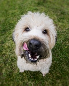 A dog licking it's lips