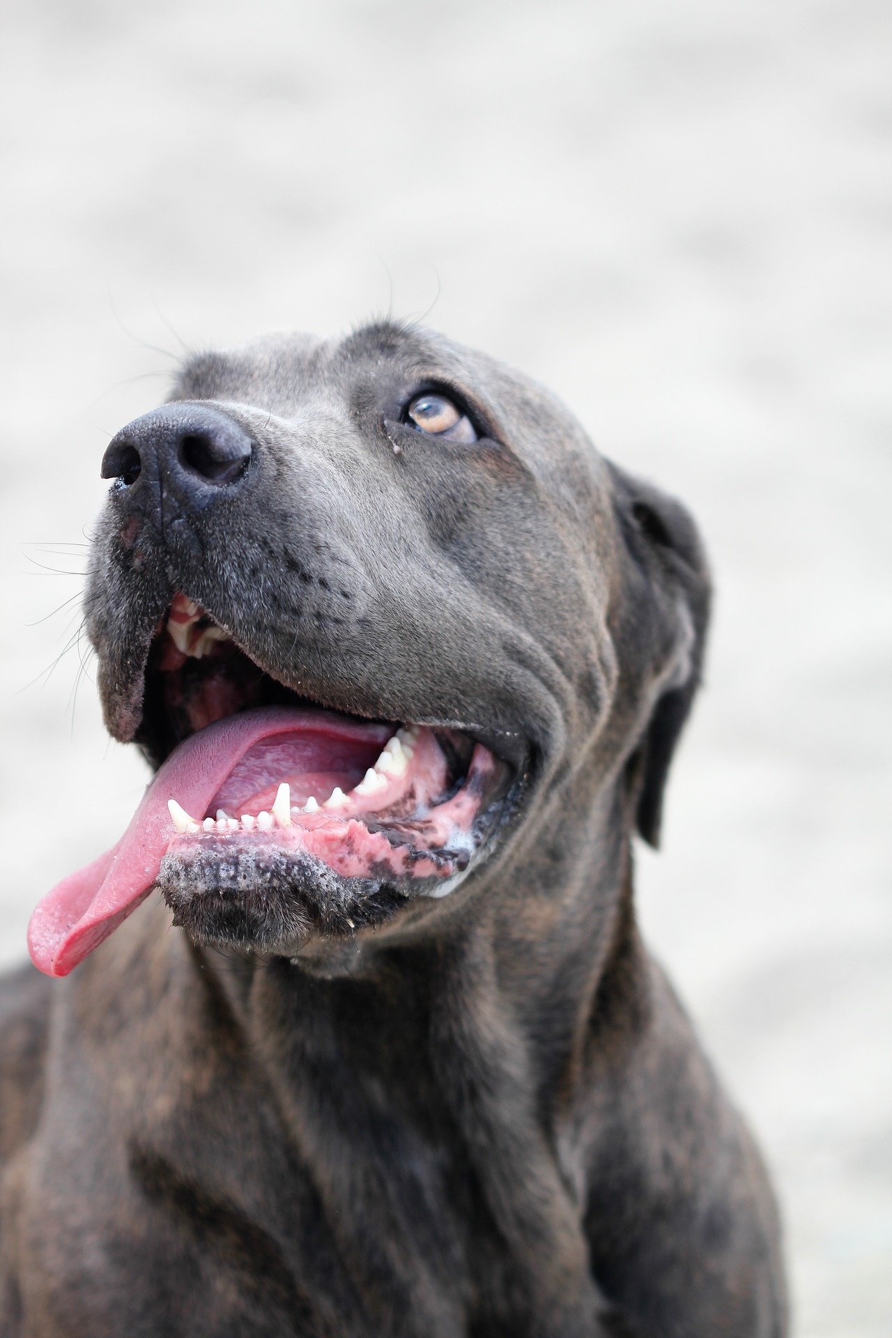 Is Toothpaste Bad for Dogs? How to Clean Your Dogs Teeth by Yourself