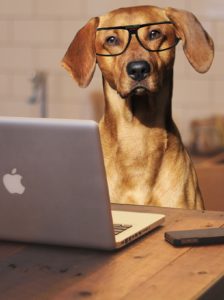 A dog with glasses on