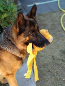 A dog with a yellow toy