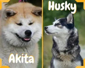 are akitas bigger than siberian husky