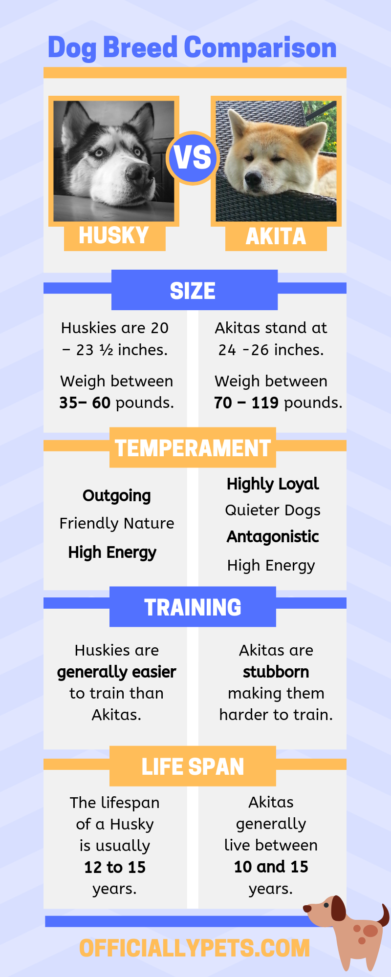 Husky vs Akita - Dog Breed Comparison!